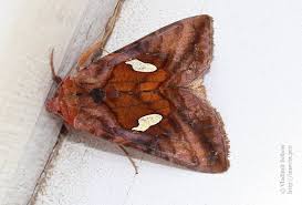 Image result for Autographa excelsa