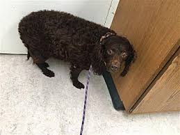 Barking can be a problem. Doris American Water Spaniel Adult Female For Sale In Sheboygan Wisconsin Classified Americanlisted Com