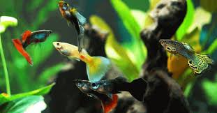 Berikut adalah beberapa hal yang wajib diperhatikan agar ikan hias mampu bertahan hidup di akuarium. Cara Ampuh Budidaya Ikan Guppy Di Lahan Sempit Ikanesia Id