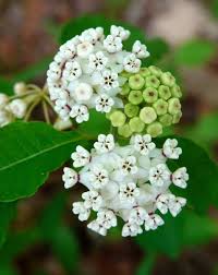 Image result for Satyrium chlorocorys