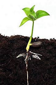 Most apples perform best in regions with a distinct cold season. How To Grow An Apple Tree From Seed At Home Step By Step How To Grow A Seedling Apple Tree