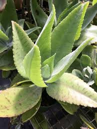 Kalanchoe Gastonis Bonnieri Donkey Ear Plants Planting Flowers Cacti And Succulents