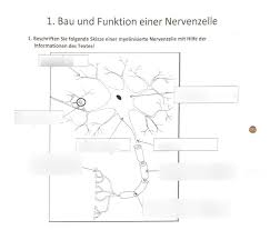 Jun 10, 2021 · willi orban im interview: Bau Und Funktion Einer Nervenzelle Diagram Quizlet