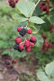 Image result for Rubus steudneri