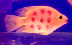 Turkmenoglu Alisveris Merkezi Tarafindan Baliklarin Mavi Dunyasi Blue World Fish Panosundaki Fikir