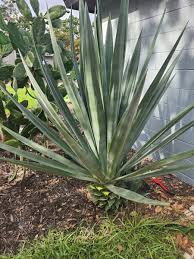Image result for Agave sisalana