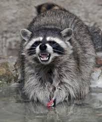 Here, your raccoon control guide to remove this destructive pest. Raccoons How A Raccoon Pest Control Company Can Help