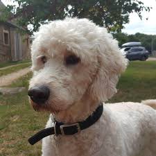 Temperament is everything we would not breed off any dog that does not have a super, stable temperament. Goldendoodle Borrowmydoggy Leaving Pawprints Of Happiness