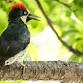 KITSAP AUDUBON SOCIETY: Wingspan Game Night event image