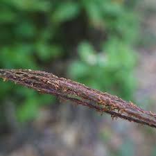 Image result for Microstegium fasciculatum