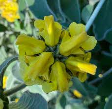 Image result for Phlomis fruticosa