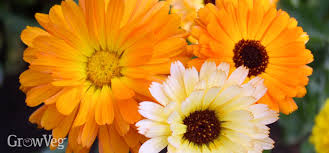 Flowers that grow back every year are called. 10 Quick Blooming Flowers To Grow From Seed