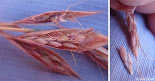 Image result for Monocymbium