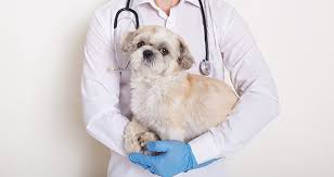 Preventive Veterinary Care Can Lower Pet Medical Expenses - Creature  Companions | Magazine