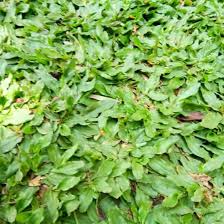 Bibit / benih /seeds wheatgrass rumput gandum meningkatkan kesehatan: Xina Jual Rumput Gajah Mini 1x1 Persegi Tanaman Rumput Gajah Mini Bibit Rumput Rumput Gajah Shopee Indonesia
