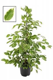 Toxicity class (third column in table below). Ficus Benjamina Golden King Florastore