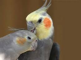 معلومات يجب ان تعلمها عند التفكير بتربية ببغاء الكوكتيل