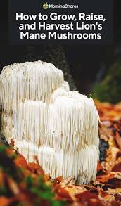 mane mushrooms on logs and sawdust