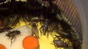 If you plan to feed live crickets to your pets, care must be given to not feeding crickets that are too large for them. Live Crickets Youtube
