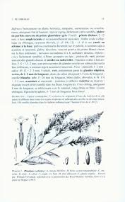 Image result for Plumbago ituriensis
