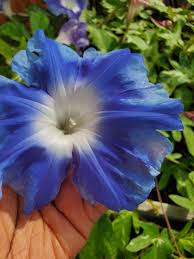 Image result for Ipomoea ephemera