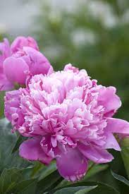 Carnation Flower Meaning In Marathi Best Flower Wallpaper