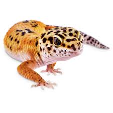 We're open again on saturday (june 19, 2021) from 10:00 am to 7:00 pm. Leopard Geckos For Sale Buy Pet Leopard Geckos Petco
