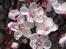 Il primo vi delizierà con i suoi vivacissimi fiori. Albicocco Fiori Alberi Da Frutto Piante