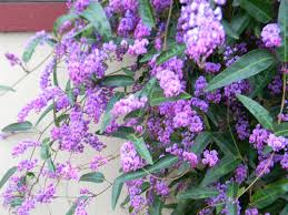 Image result for Landolphia violacea