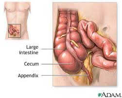 The appendix is an accessory organ of digestion everything not directly involved in digestion. How Your Appendix Works Howstuffworks