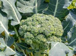 We did not find results for: Can You Grow Broccoli In Pots How To Grow Broccoli In Containers