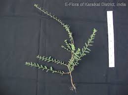 Image result for Phyllanthus pentandrus