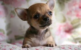 Download Wallpapers Chihuahua Small Puppy Cute Animals Pets Dogs Brown Puppy Chihuahuabrown Chihuahua Dog Facts Dogs