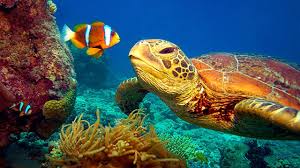 11 Hours Stunning 4k Underwater Footage Music Nature Relaxation Rare Colorful Sea Life Video Youtube