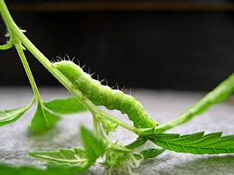 Simply use one of the natural methods above to get rid of the cabbage worms, and use these decoys to prevent any more eggs from being laid. Caterpillars Cannabis How To Identify Get Rid Of It Quickly