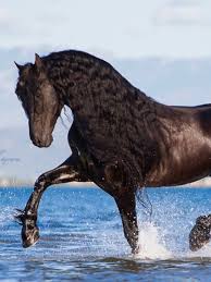 How much does a friesian actually cost then? Friesian Dressage And Beach Riding Holiday In Spain Far And Ride