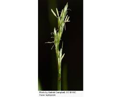 Image result for Carex leptosaccus