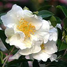 Setsukka300x300 Camellia Flower Plants Colorful Garden