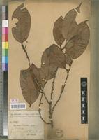 Image result for Euphorbia chevalieri