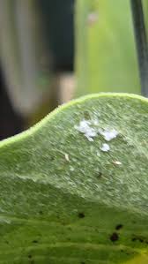 Image result for Asclepias grandirandii