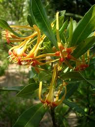 Image result for Strophanthus bequaertii