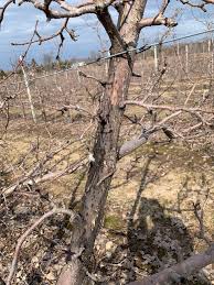 Locust, honey ~ seed pods. Diagnosing And Managing Fruit Tree Trunk Injuries