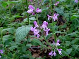 Image result for Stachys aculeolata