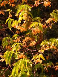 Image result for Monodora grandidieri