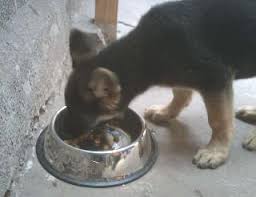 Just like humans, pets want to look their best. Pet Grooming In Stockholm With Best Prices On Petbacker