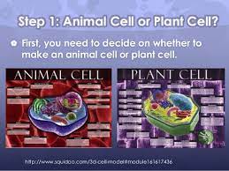Now that you've completed your project, the time has come to admire the sheer brilliance that is your finished 3d cell model. 3d Cell Project Instructions