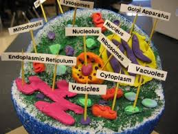 Animal Cell Model Ideas For Your Science Project Easy And Creative Animal Cell Animal Cell Model Project Animal Cells Model