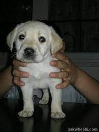 Labrador retriever puppies for sale in pakistan. Pure Breed Labrador Dog Pups For Sale 03335139399 Non Wheels Discussions Pakwheels Forums