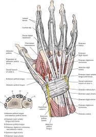 The hand is distal to the forearm, and its skeletal framework includes the carpus, or wrist. The Wrist And Hand Musculoskeletal Key