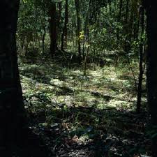 Image result for Cryptosepalum maraviense